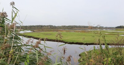 Im Vordergrund ist Schilfrohr, im Hintergrund ein kleiner See.