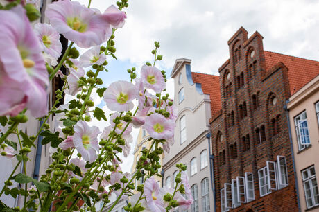 Rosa Stockrosen vor historischen Giebelhäusern aus Backstein.