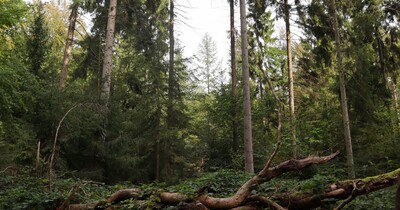 Das Foto zeigt einen lichten Wald.