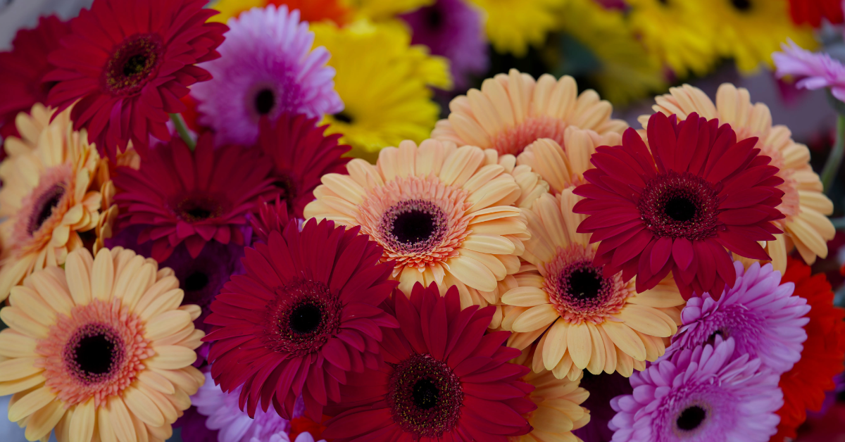 Bunte Schnittblumen füllen das Bild aus.