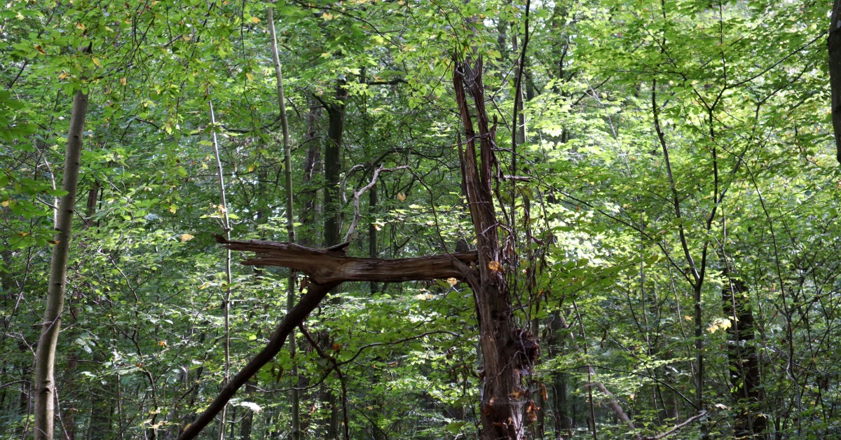 Ein abgebrochener Baum steht im Wald.